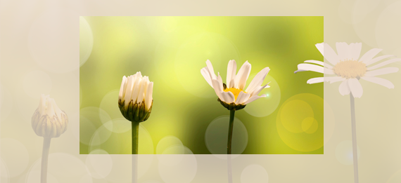 Blumen (Margariten) auf einer Wiese